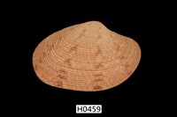 藏品(文文橫簾蛤)的圖片